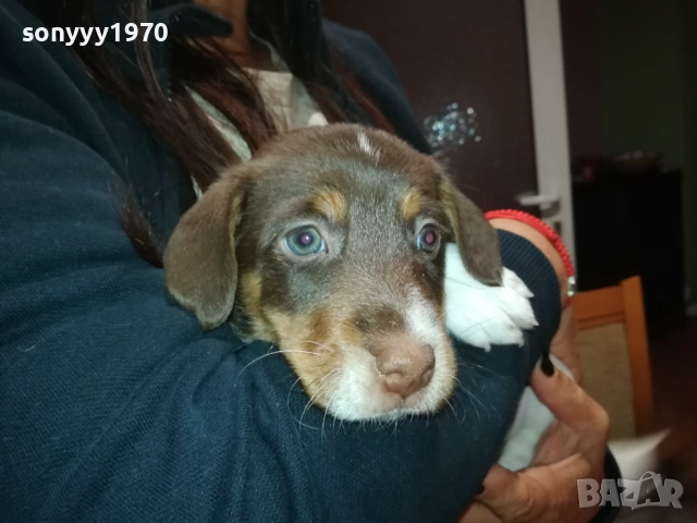 ДЖАК РЪСЕЛ ТЕРИЕР-ДЖАКЧЕ-МЪЖКО КУТРЕ 2509252122