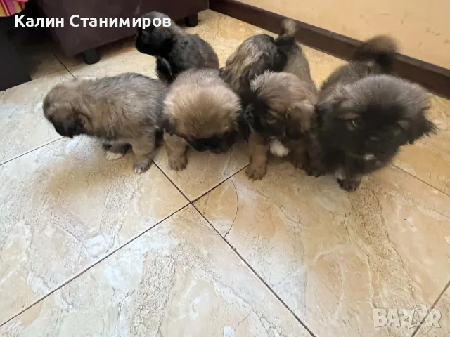 малки кученца пекинези, родени 19 юли , снимка 9 - Пекинез - 55961422
