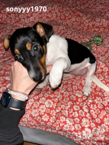 кутре за коледа-джак ръсел 0912250721, снимка 3 - Джак ръсел териер - 52702245