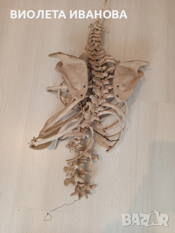 част от медицински скелет на човек., снимка 3 - Антикварни и старинни предмети - 52676963