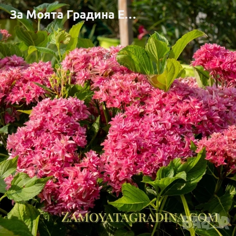 Хортензия - Принцеса Даяна, снимка 2 - Градински цветя и растения - 53624117