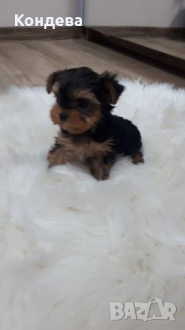 йорки/Йоркширски териери 