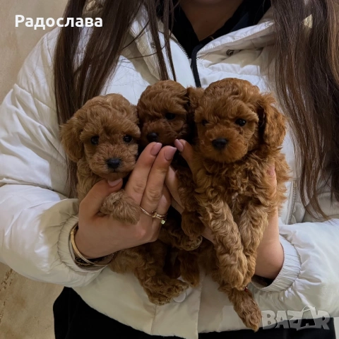 Той пудел момченце и момичета, снимка 9 - Пудели - 51889483