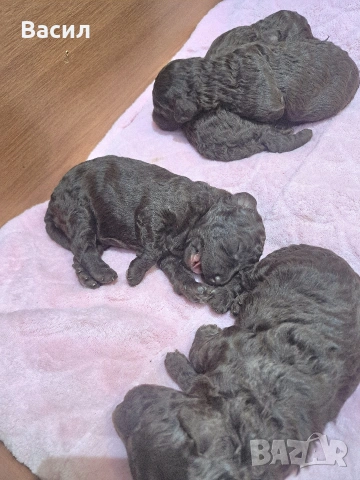 той пудел шоколад , снимка 2 - Пудели - 52939224