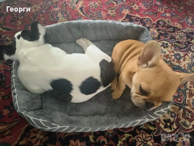 Легло за кучета или котки, 60×45 см, снимка 6 - За котки - 51925990