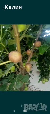 ранна смокиня, снимка 5 - Градински цветя и растения - 50156155