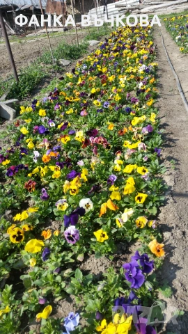 РАЗСАД ТЕМЕНУЖКИ, снимка 2 - Градински цветя и растения - 53864705