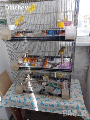 Млади канарчета 50лв, снимка 1