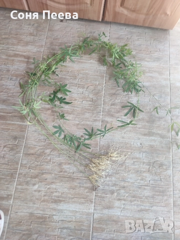 Пасифлора в контейнер, снимка 3 - Градински цветя и растения - 51752208