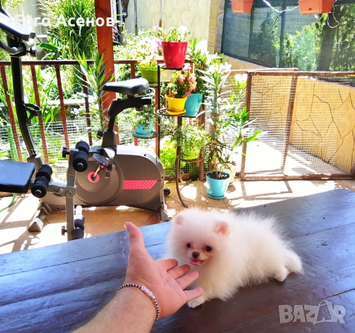 ЧИСТОКРЪВНИ МИНИ ПОМЕРАНИ ОТ КОРЕЯ