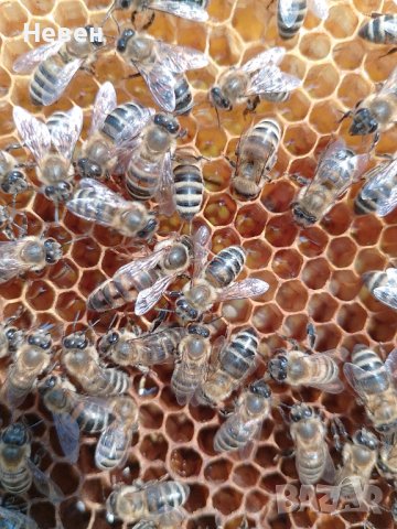 Пчелни майки - Отводки, снимка 5 - За пчели - 37024156