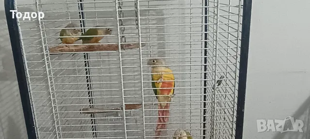 Пирури, снимка 9 - Папагали - 47197088