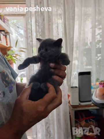 Продавам котета, снимка 7 - Британска късокосместа - 51437570