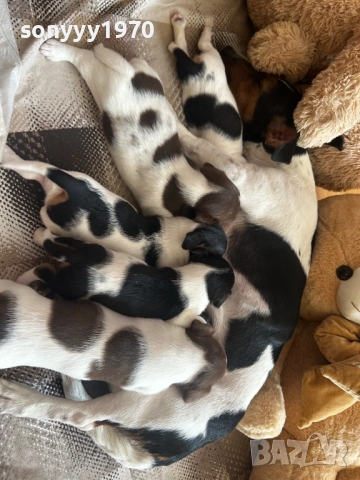 джак ръсел-видин 250лв за кутре 1709251750, снимка 13 - Джак ръсел териер - 51747736