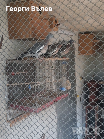 Гривеци млади минало годишни, снимка 3 - Гълъби - 53743767