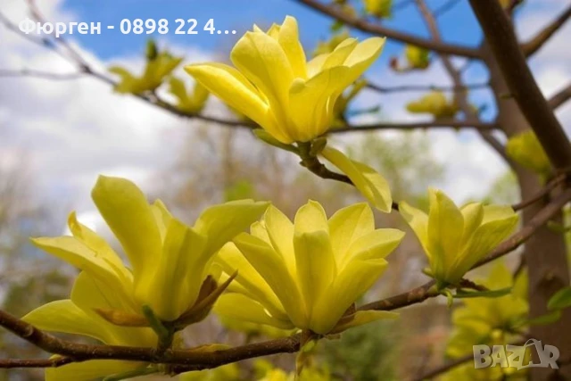 Жълта Магнолия - Златна мечта Студоустойчива, снимка 3 - Разсади - 50794528