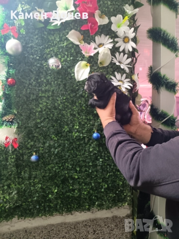 Френски булдог , снимка 9 - Френски булдог - 52957098