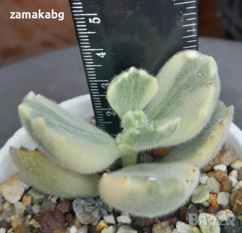 Котиледон (COTYLEDON tomentosa variegata LADY SMITHENSIS VARIEGATED), сукулентно растение