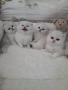 Котенца Мечта.Британски сребърни, снимка 1