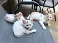 Подаряват се домашни котета , снимка 1