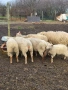 продавам шилета,овце, снимка 1