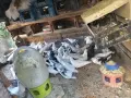 Продавам Гълъби Арабски Смеячи, снимка 2