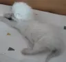 бели котенца, мъжко, женско, снимка 2
