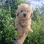 Малтипу♥️♥️Момичета, снимка 2