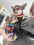 Раница Rainbow Pet Dog Carrier за пренасяне на кучета и котки, снимка 7