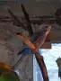 30 бр. Вълнисти папагали , снимка 4