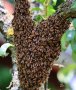 ПРО РОЙ Примамка за рояци ПРОМО ПАКЕТИ ЗА КОЛИЧЕСТВА, снимка 1 - За пчели - 40544497