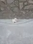 Mini Pomeran Momce, снимка 2