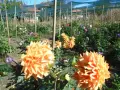 Продавам къща с 2.5 дка двор в село Селановци, снимка 11