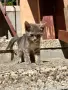 Подарявам пет малки котенца!, снимка 1