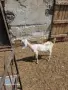 Продавам англонубийски ярета, снимка 6