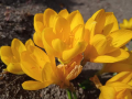 Есенен минзухар , снимка 1 - Градински цветя и растения - 44732007