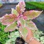 Корнус Елегантисима,Cornus Alba Elegantissima, снимка 8