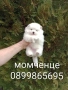 Мъжки бял Померан.  Реални снимки от 28.02.26 г.  , снимка 4