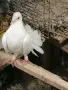 декоративни гълъби само днес 3 евро броя,взети всички 3 евро , снимка 9
