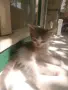 Подарявам котенца , снимка 2