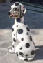 Италианска/Паркетна Фигура Далматинец, снимка 4
