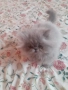 Персийски котенца, снимка 4