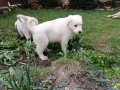 Алабай , снимка 8