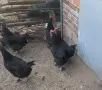 Кокошки черен мед Маран , снимка 2