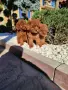 Пудел Той/Poodle Toy, снимка 1