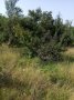 Дворно място/ Парцел 1000 кв.м, снимка 10