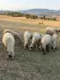 Продавам овце някои са заплодени, снимка 1
