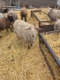 20 броя млади овце от месодайни породи, снимка 12