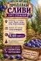 Продавам СИНИ СЛИВИ, снимка 2