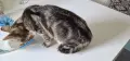Продавам мраморно сребърно коте, снимка 8